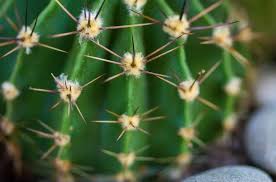 See another fruit/vegetable beat the temp so i make my shells with significant advantagesit's compact travel. Guide To Cactus Spines And How To Remove Them Southwest Explorers