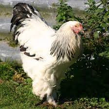 Brahma chicken - Wikipedia