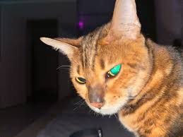 JoyReactor - смешные картинки и другие приколы: комиксы, гиф анимация,  видео, лучший интеллектуальный юмор.