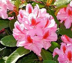 Rhododendron Graffito In 2020 Rhododendron Plant Rhododendron Plants