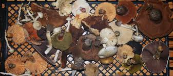 Five Easy To Id Florida Edible Wild Mushrooms The Survival