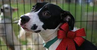 Maybe you would like to learn more about one of these? Irvine Animal Care Center To Host Pet Adoption Fair City Of Irvine