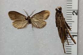 Image result for Psyche crassiorella