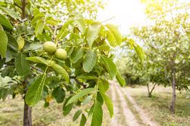 Tot ce trebuie să știi despre plantare nuc și lucrările de întreținere. Cresterea Nucilor Plantare Intretinere Si Particularitati
