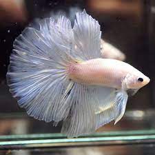 Check spelling or type a new query. White Halfmoon Hm Male Betta Youtube This Beautiful Betta Was Imported From Thailand Natural Of Betta Clear Photo Of Dead Fis Betta Fish Betta Betta Farm
