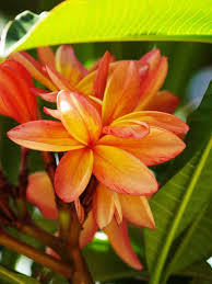 We did not find results for: Hawaiian Flowers Found On Maui All That Flowers In Hawaii