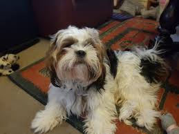 492 likes · 1 talking about this. Adorable Fluffy Shorkie 34 Shih Tzu Yorkie X George For Sale St George Pets Dogs