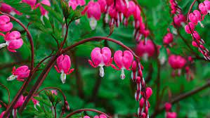 Shop flower bulbs that can be used for holiday decorations or as a standalone accent. Growing And Caring For Common Bleeding Heart