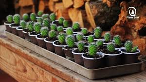 After your cactus developed a cactus fruit or cactus seed pod, it is now time to collect the seeds. Cactus Seeds After Four Months Of Growing Youtube