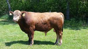 Beefalo Wikipedia
