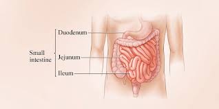 Small Intestine Vs Large Intestine Difference Between