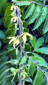 Image result for Cananga