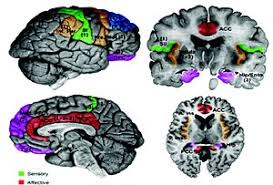 Areas 3a, 3b, 1, 2, and 5 and second somatosensory cortex each send. Primary Somatosensory Cortex Wikipedia