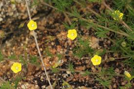 Image result for Xenostegia pinnata