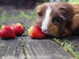 If you have any questions, feel free to comment and share your. What Do Guinea Pigs Eat