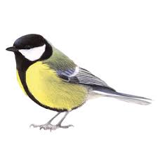 Gehaakt vogels pimpelmees en koolmees. Koolmees Vogelbescherming