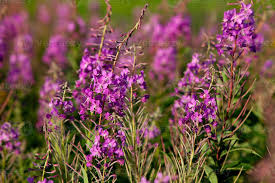 Image result for Onagraceae