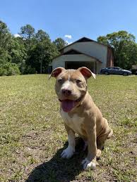 Check spelling or type a new query. American Bully For Sale In Georgia 229 Petzlover