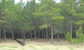 Stilley's Cemetery, Pamlico Co., NC