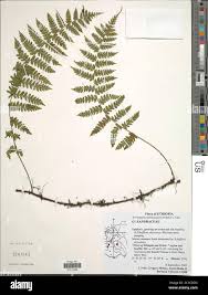 Image result for Arthropteris
