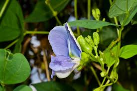 Image result for Psophocarpus lancifolius