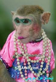 Telah teruji dan telah terbukti dan telah di simpulkan bawah seseorang dapat kehilangan. 93 Gambar Gambar Monyet Pake Kerudung Terbaik