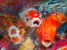 You can feed koi vegetables, fish food, fruit, and pretty much anything that doesn't have a lot of carbs. 400 Valuable Koi Fish Stolen From Park Pond In Virginia Abc News