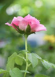 We did not find results for: Bunga Mawar Menyenangkan Merah Foto Gratis Di Pixabay