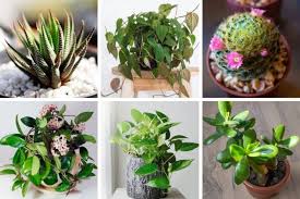 But when a cactus plant is in poor health because its growing requirements haven't been met, it loses the battle. 25 Hard To Kill Houseplants That Will Thrive In Your Home Smart Garden Guide