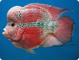 Short Body Flowerhorn Fish Binatang Ikan Binatang Lucu