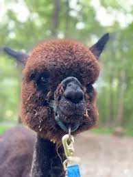 Check spelling or type a new query. Home Lozano Farms Mobile Petting Zoo