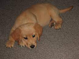 Check spelling or type a new query. Beautiful Golden Retriever Puppies For Sale For Sale In Havelock Ontario Nice Pets Online