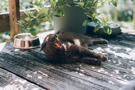 Cats most commonly contract worms after coming into contact with yes, cats can pick up infected eggs from dog poop, as not all roundworms and hookworms are your cat may require multiple doses to kill any larvae that may have hatched after the first dose was given. Worms In Cats The Most Common Types Treating And Prevention