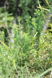 Image result for Gnidia burchellii