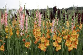 Image result for Gladiolus magnificus