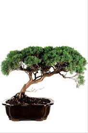 Founded in 1978 in cottbus, disbanded in 2001. Bonsai Wacholder Juniperus Chinensis Aus Japan 53 Cm 20 Jahre Bei Oyaki Bonsai Kaufen