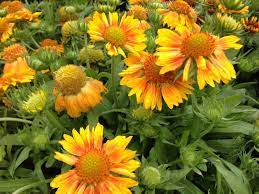 Pin On Perennials