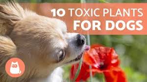 Note that palm oil is not toxic to dogs, however it can cause symptoms such as pancreatitis (extreme cases), diarrhea, loose stools and dehydration. 10 Toxic Plants For Dogs And Their Effects Youtube
