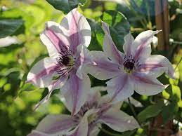 Clematis street is located in downtown west palm beach. Waldrebe Best Wishes Clematis Best Wishes Baumschule Horstmann