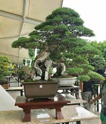 Epingle Sur Bonsai Etc