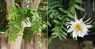 Water a christmas cactus with care. Selenicereus Chrysocardium Fernleaf Cactus World Of Succulents