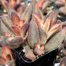 Image result for Kalanchoe lanceolata