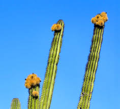 Image result for Secamone punctulata