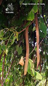 Image result for Dolichandra unguis-cati