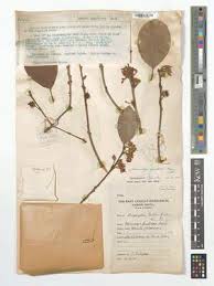 Image result for Mimusops obtusifolia