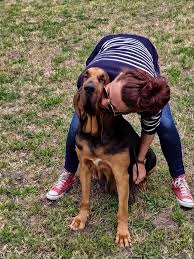 Chien de saint hubert — pour les articles homonymes, voir bloodhound. Accueil Elevage Du Chateau De Saint Louis Eleveur De Chiens Chien De Saint Hubert