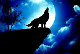 54 Wallpaper Of Wolf On Wallpapersafari All wallpapers is on hd quality for your iphone backgrounds. 54 wallpaper of wolf on wallpapersafari