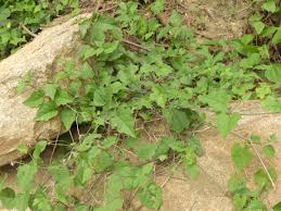 Image result for Commicarpus chinensis