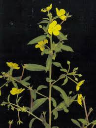 Image result for Ludwigia octovalvis