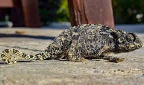 100+ vectors, stock photos & psd files. How To Tell If A Chameleon Is Dying Treatment Prevention Reptiles Guide